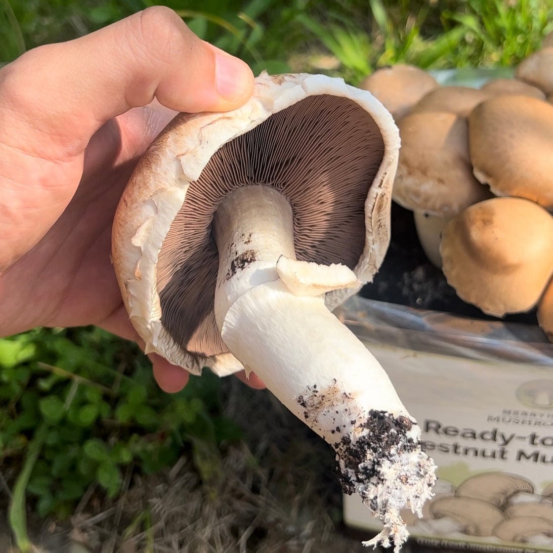dt-brown HARDWARE Chestnut Mushrooms Home Grow Kit