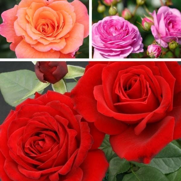 dt-brown FLOWER PLANTS Climbing Rose Trio Bare Root Plants Collection