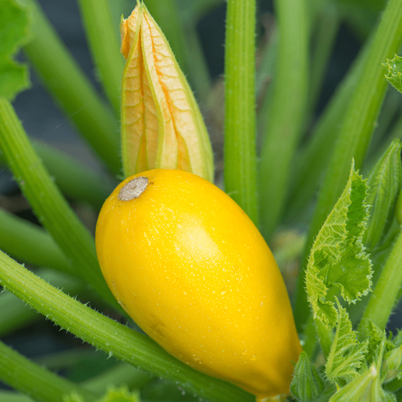 dt-brown VEGETABLE PLANTS Courgette Golden Griller