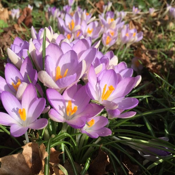 dt-brown FLOWER BULBS Crocus Sativus Saffron Spice Flower Bulbs