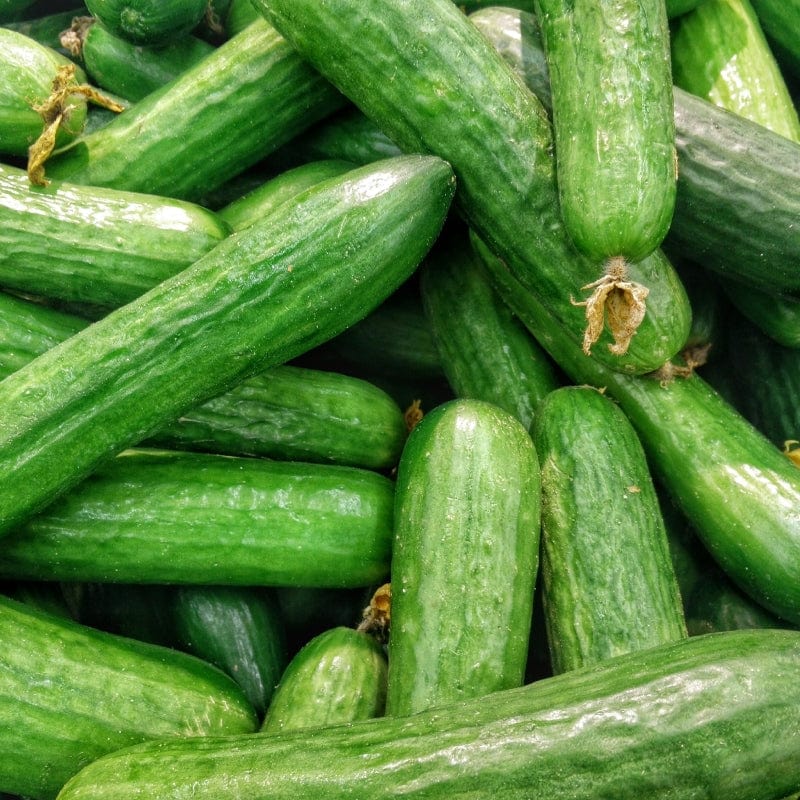 Cucumber Plants