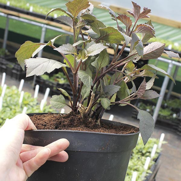 dt-brown FLOWER PLANTS Dahlia Salmon Runner 3ltr Potted Flower Plant
