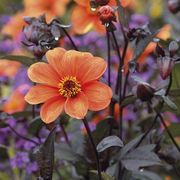 dt-brown FLOWER PLANTS Dahlia Bishop Of Oxford 3lt Potted Plant
