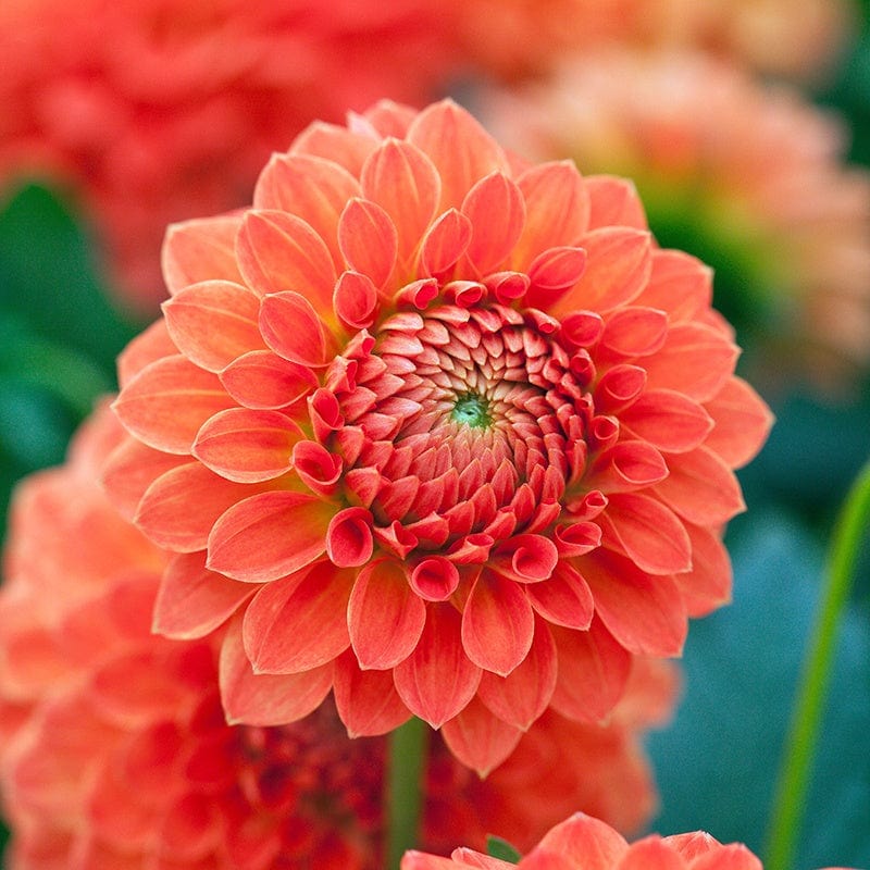 dt-brown FLOWER PLANTS Dahlia Safe Shot Potted Plant