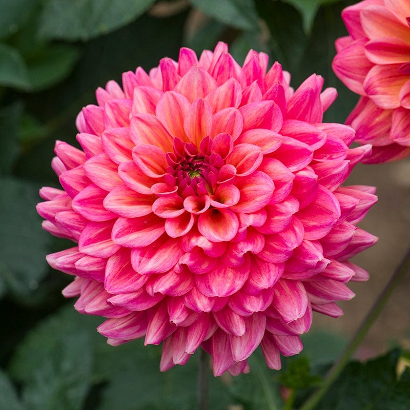 dt-brown FLOWER PLANTS Dahlia Salmon Runner 3ltr Potted Flower Plant