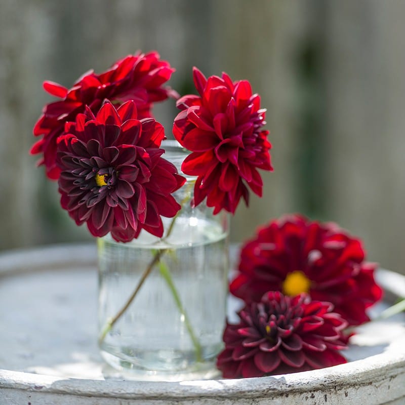 Dahlia Tubers