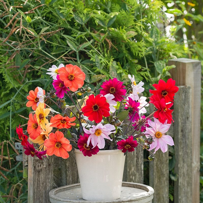 dt-brown FLOWER BULBS The Dahlia Bishop Collection