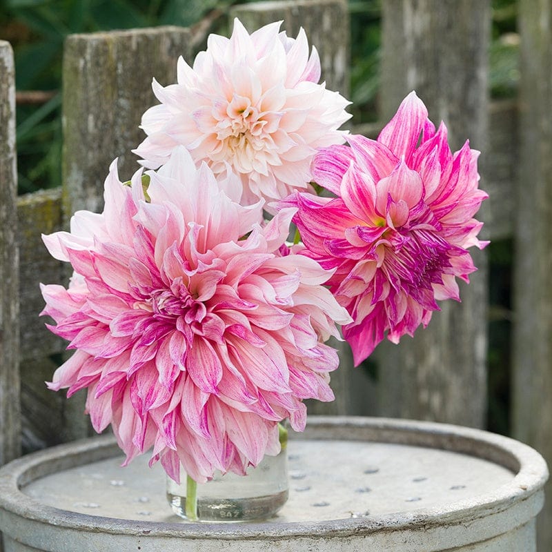 dahlia potted plants for sale Dahlia Cafe au Lait Royal 3L Potted Plant from D.T. Brown