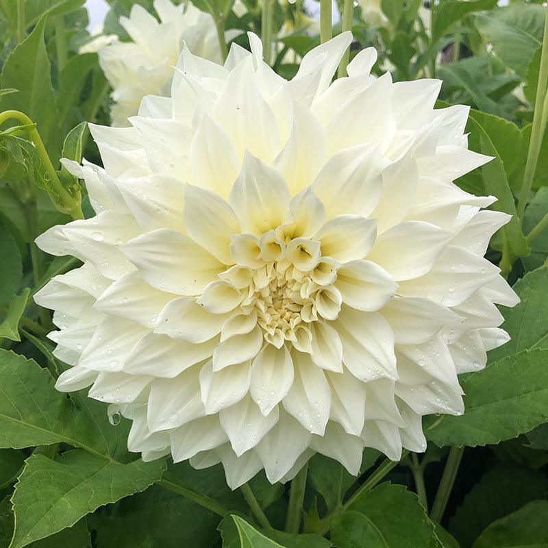 dt-brown FLOWER PLANTS 1 tuber Dahlia Cafe au Lait Supreme