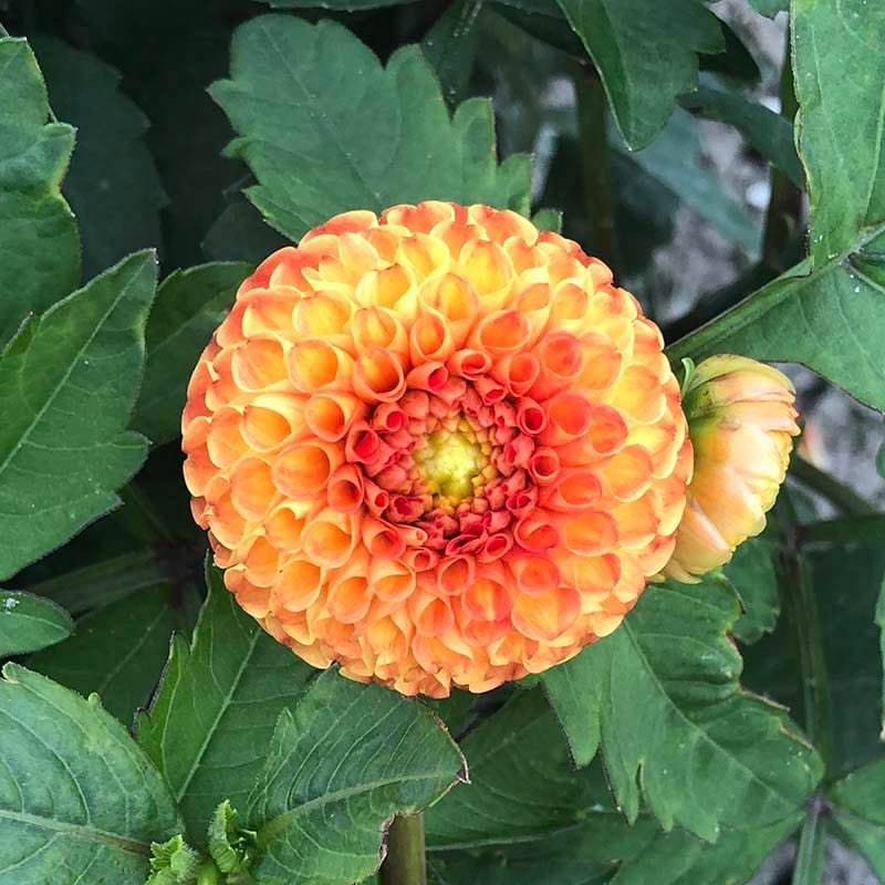 dt-brown FLOWER PLANTS 1 tuber Dahlia Bantling