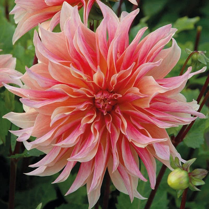 dt-brown FLOWER PLANTS 1 tuber Dahlia Labyrinth