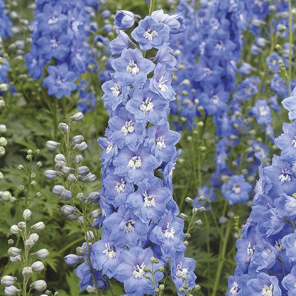 dt-brown 5 young plants Delphinium Aurora Sky Blue Flower Plants