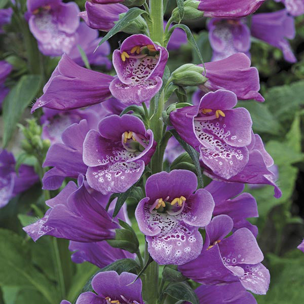 Digitalis Dalmatian Flower Plants Collection