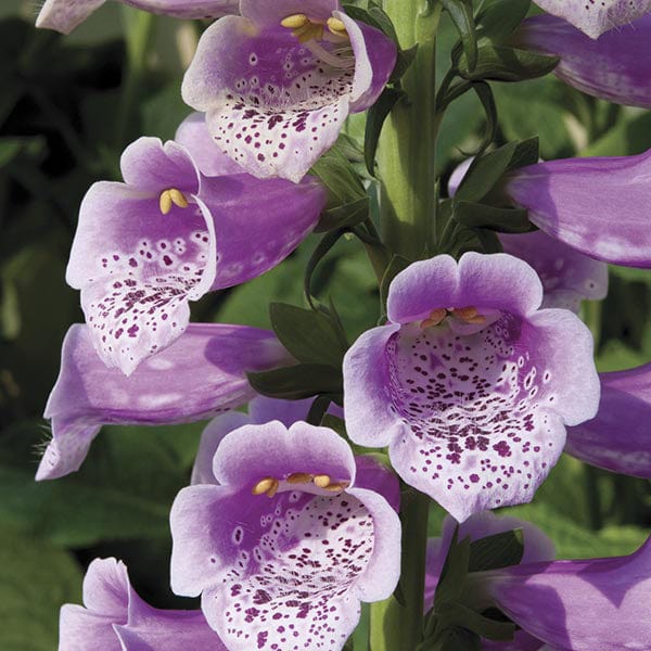 dt-brown FLOWER PLANTS Foxglove Dalmatian Rose Flower Plants