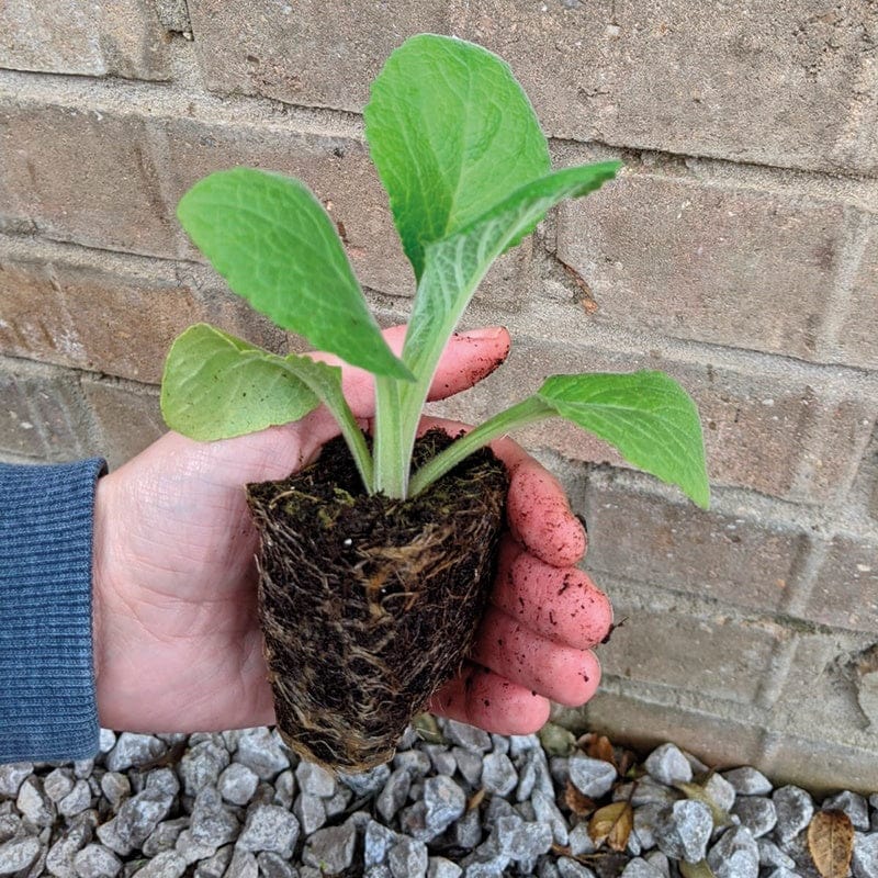 DT Brown FLOWER PLANTS Foxglove Dalmatian Mixed F1 Flower Plants