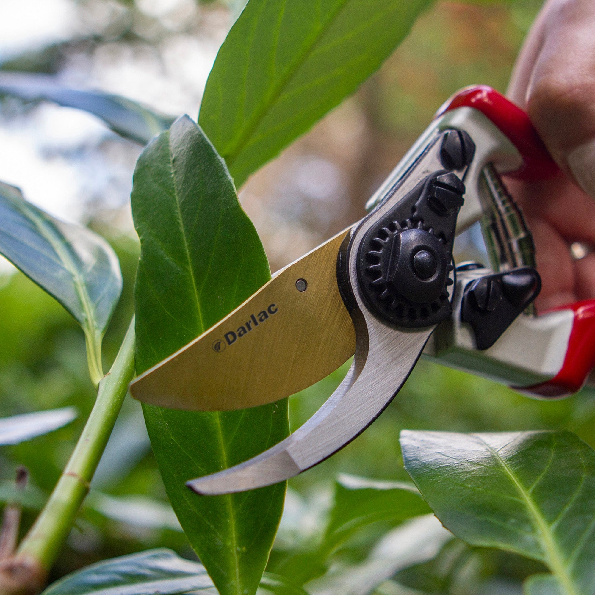 dt-brown HARDWARE Darlac Expert Titanium Bypass Secateur
