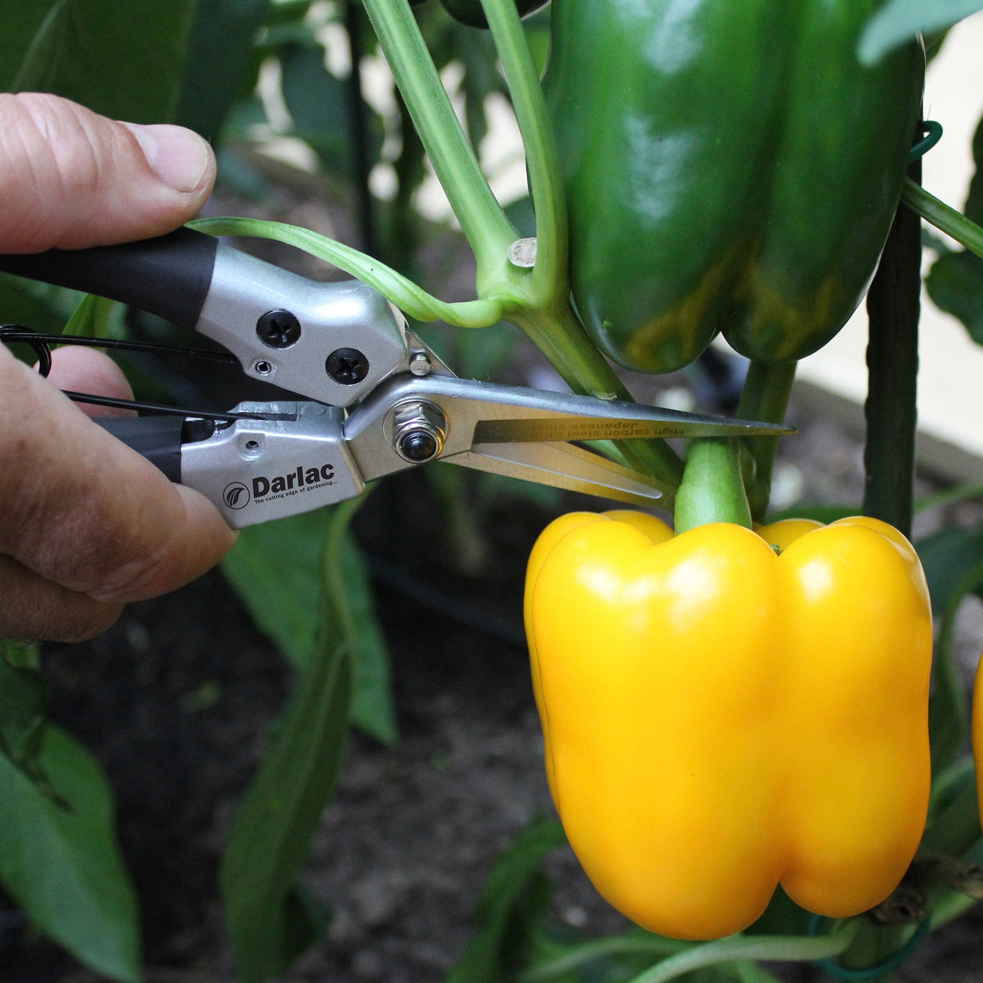 dt-brown HARDWARE Darlac Compact Snips