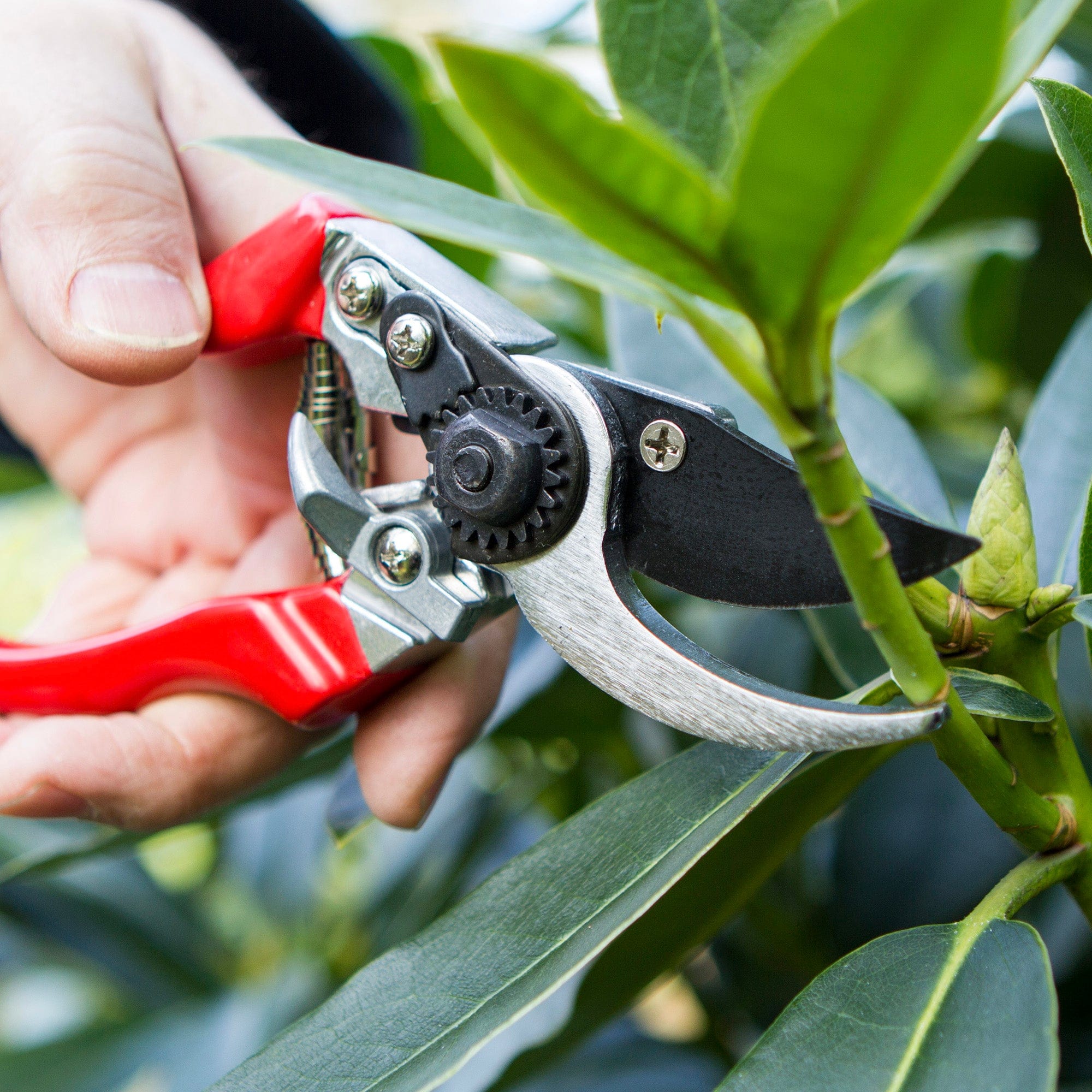 dt-brown HARDWARE Darlac Professional Left Hand Secateurs
