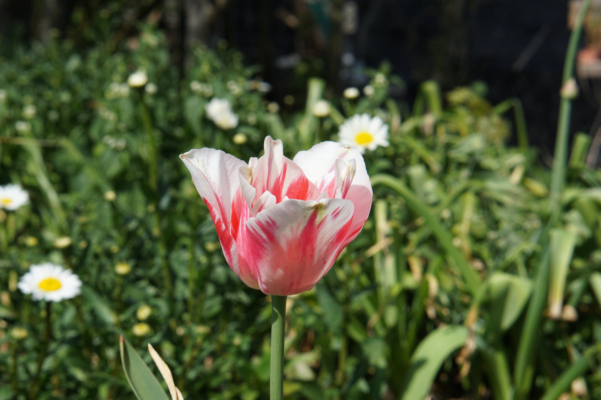 A single tulip with white petals edged and streaked in pink stands in a garden among green foliage and small white daisies.