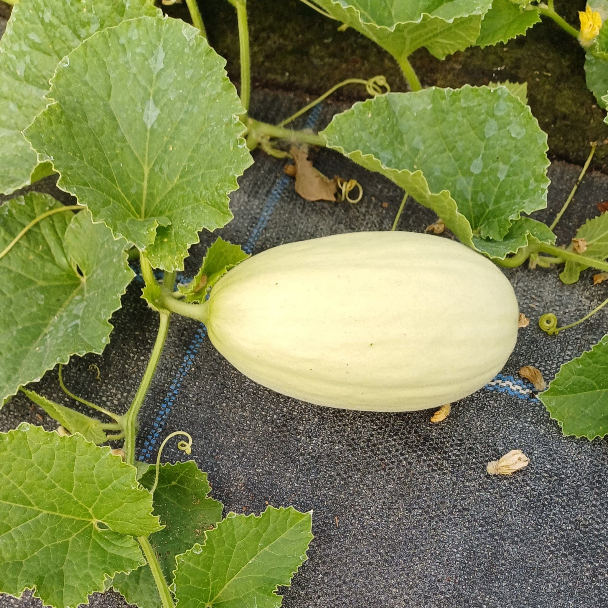 Melon Seeds