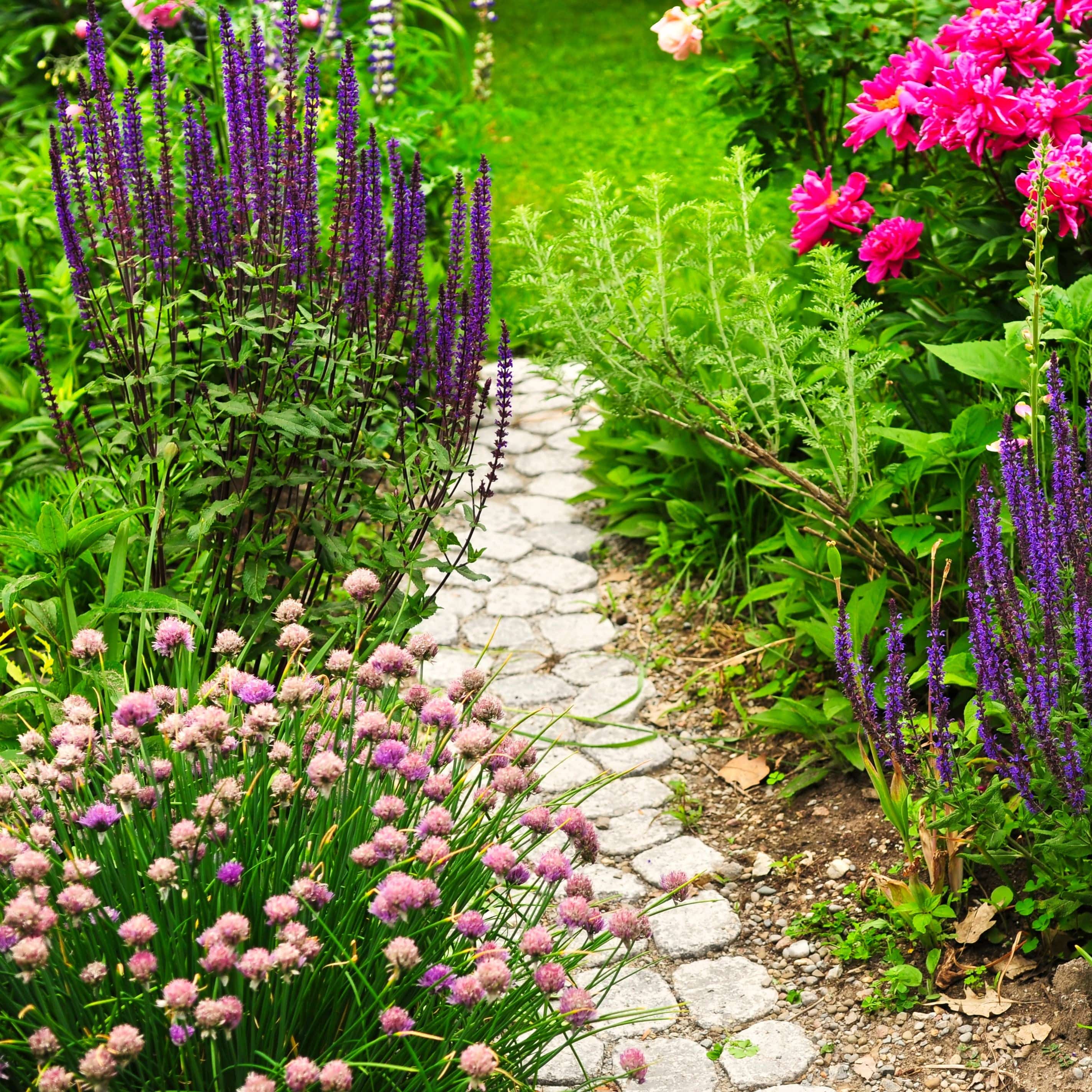 Bedding plants
