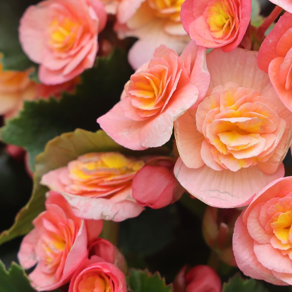 Begonia Plants