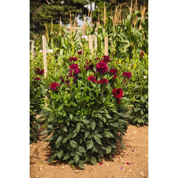 DT Brown FLOWER PLANTS Dahlia Mister Blue Flower Plant