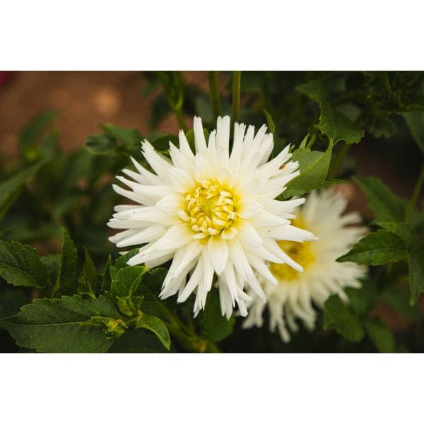 DT Brown FLOWER PLANTS Dahlia My Love Flower Plant