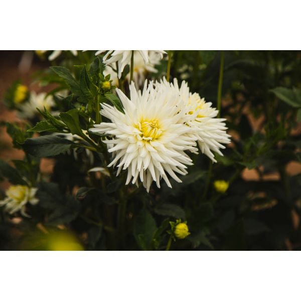 DT Brown FLOWER PLANTS Dahlia My Love Flower Plant