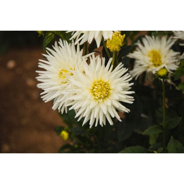DT Brown FLOWER PLANTS Dahlia My Love Flower Plant