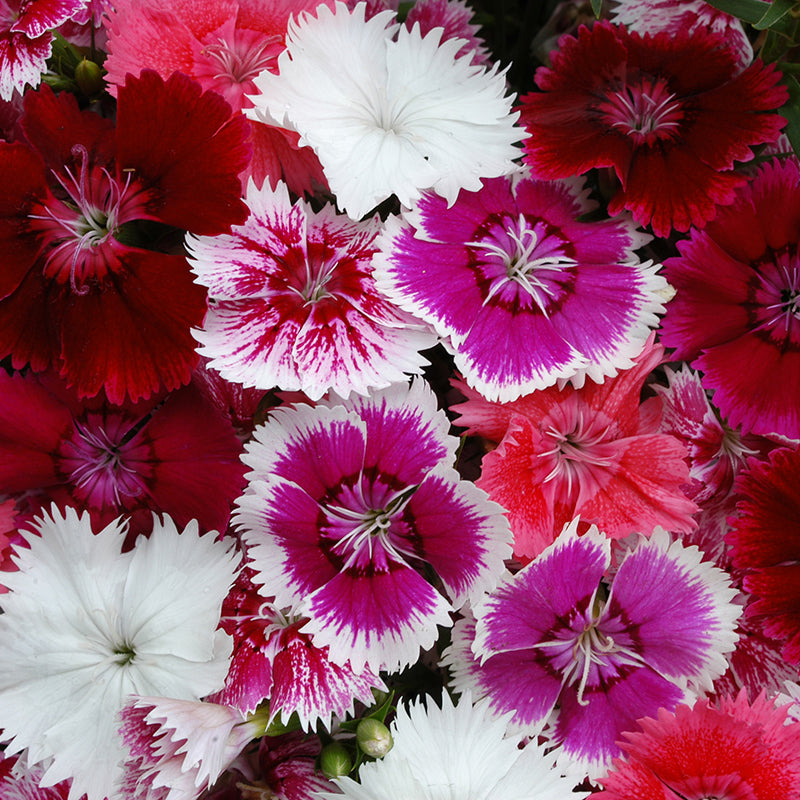 Dianthus Festival Mixed Flower Plants
