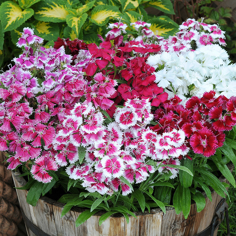 Dianthus Festival Mixed Flower Plants