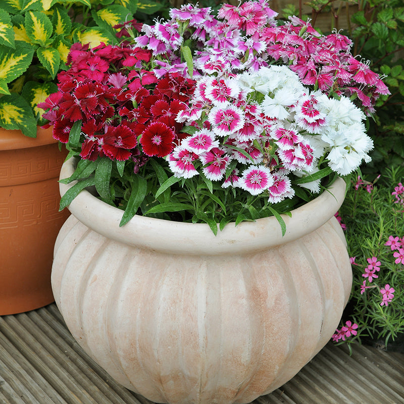 Dianthus Festival Mixed Flower Plants