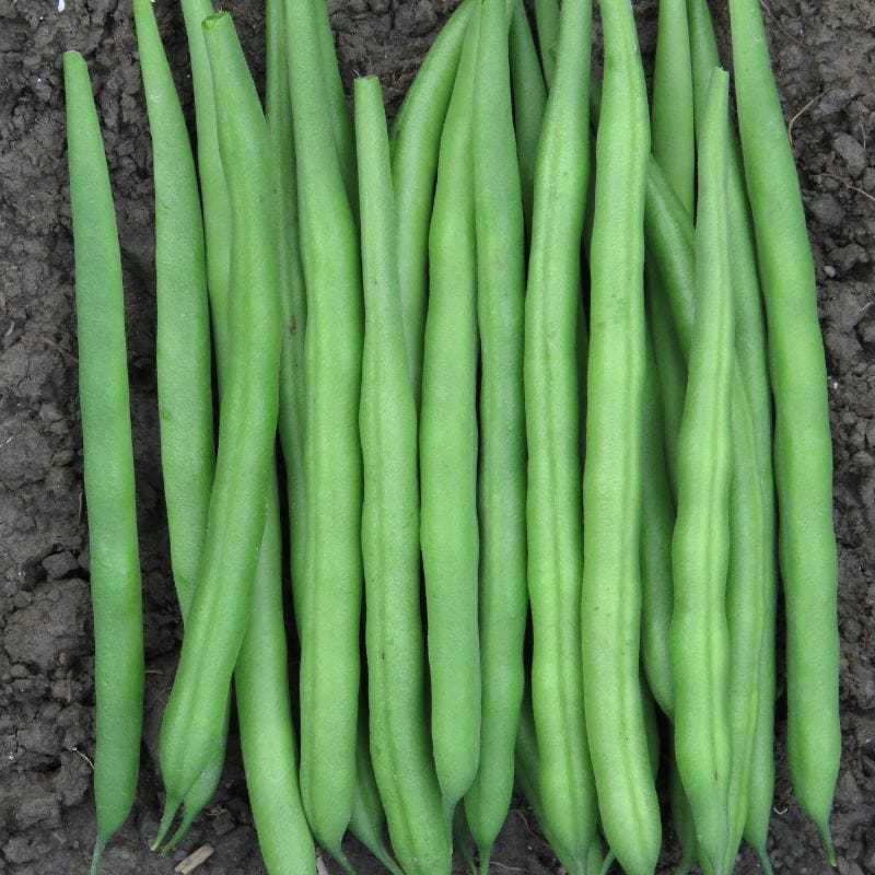 dt-brown VEGETABLE PLANTS Dwarf French Bean Elba