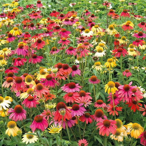 dt-brown FLOWER PLANTS Echinacea Cheyenne Spirit Flower Plant