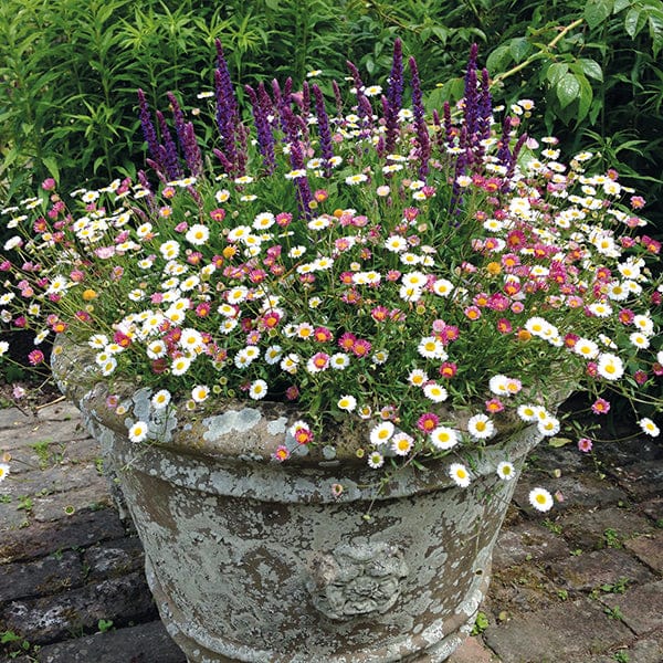 DT Brown FLOWER PLANTS Erigeron Stallone Flower Plants