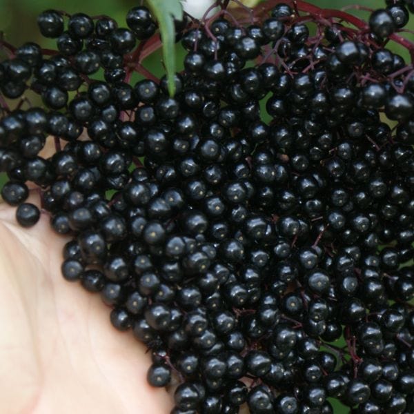 dt-brown FRUIT Haidegg Elderberry 2ltr Potted Plant