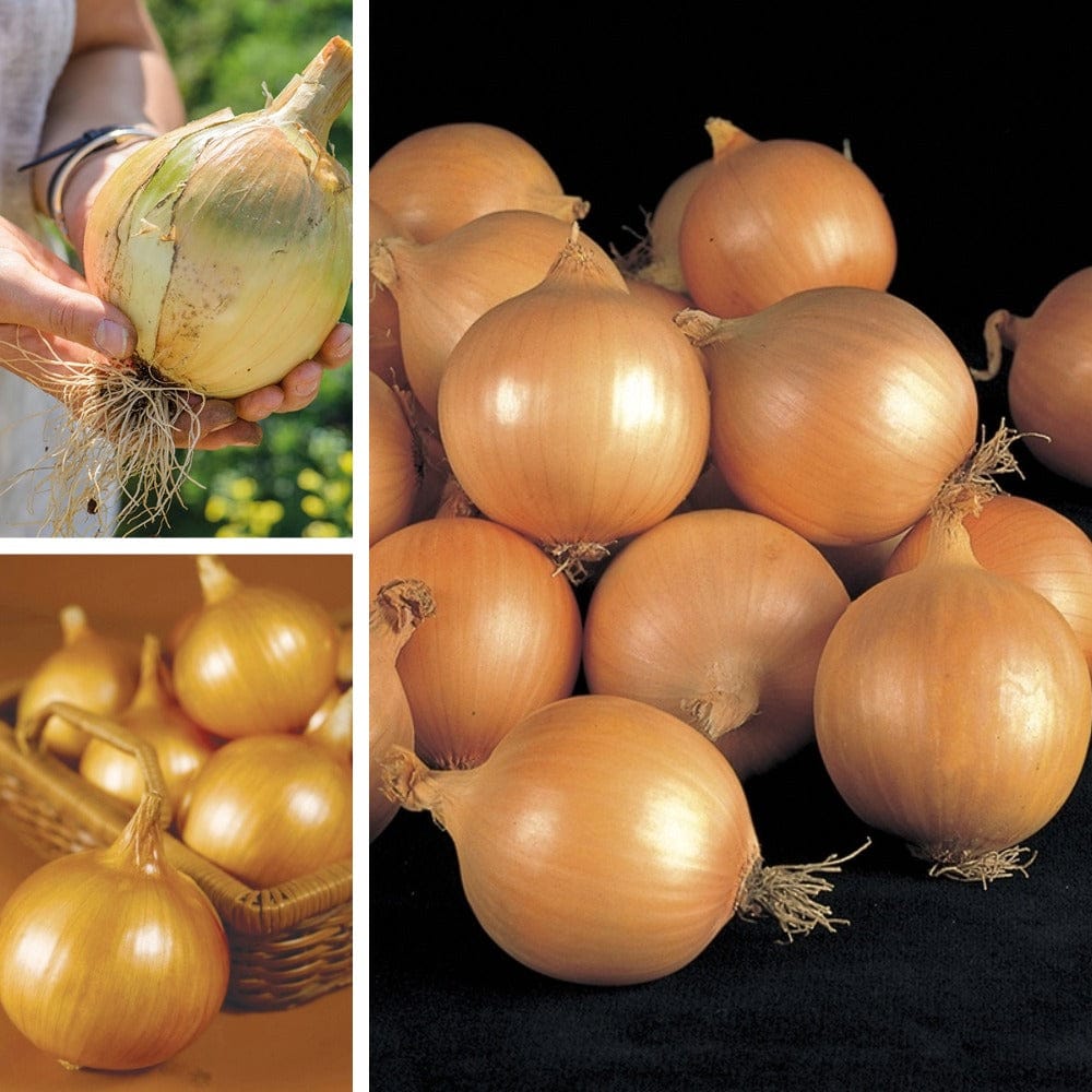 DT Brown VEGETABLE PLANTS Exhibition Onion Veg Plant Collection