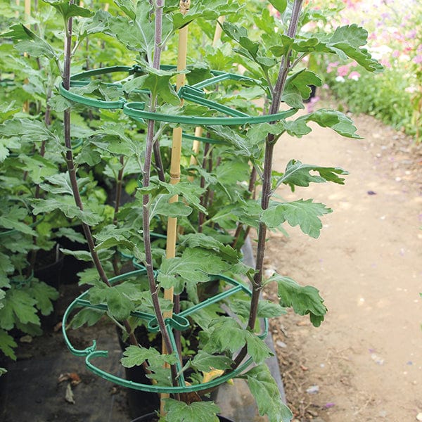 dt-brown HARDWARE Flower Support Circles (Pack of 20)