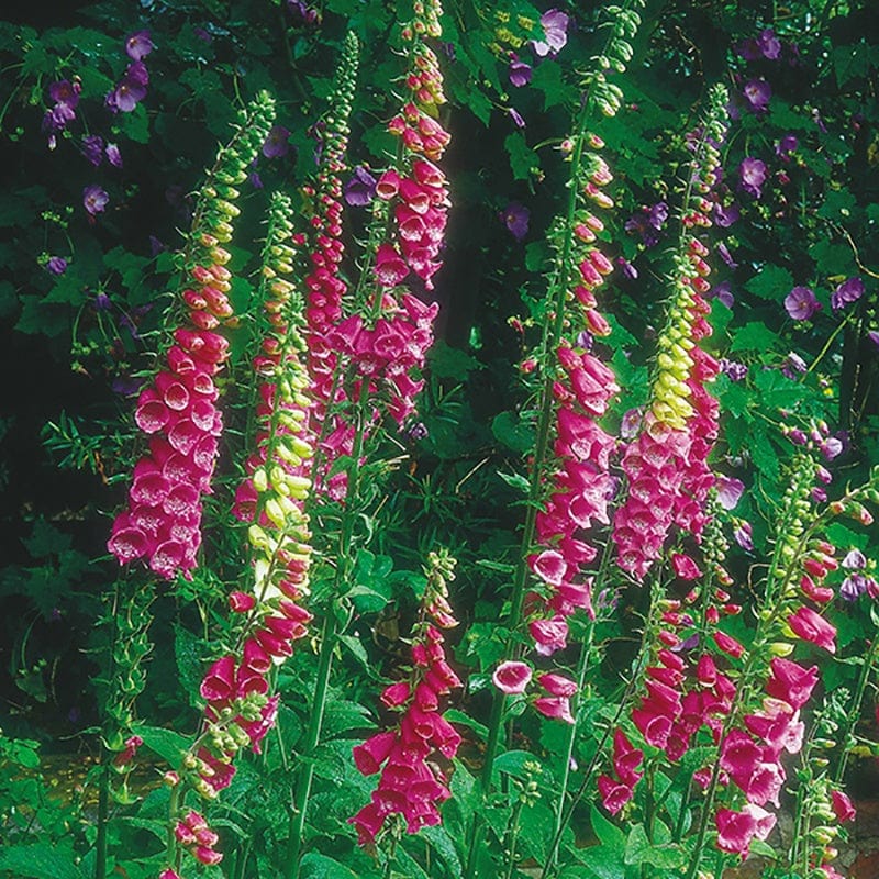 dt-brown FLOWER PLANTS 5 Young Plants Foxglove Flower Plants