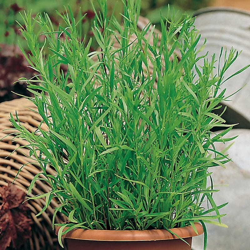 dt-brown VEGETABLE PLANTS 3 x 9cm Potted Plants (LATE) French Tarragon Herb Plants