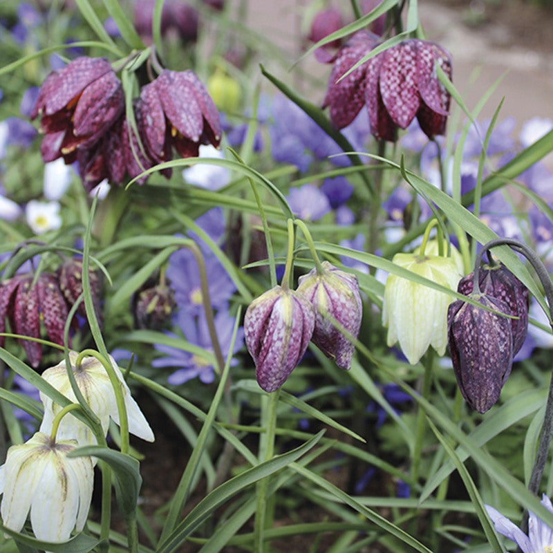 Fritillaria meleagris & meleagris Alba Flower Bulbs
