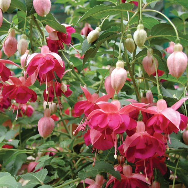 dt-brown 5 young plants Fuchsia Garden News (Hardy) Flower Plants