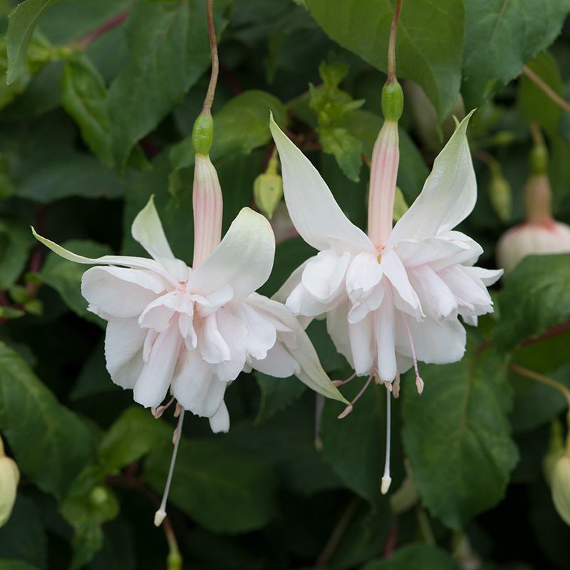 Fuchsia Pink Marshmallow (Giant Trailing) Flower Plants