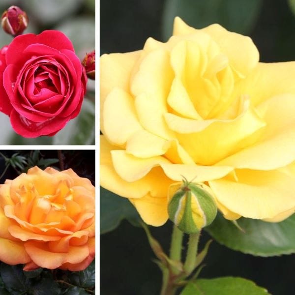 dt-brown FLOWER PLANTS Floribunda Rose Trio Bare Root Plants Collection
