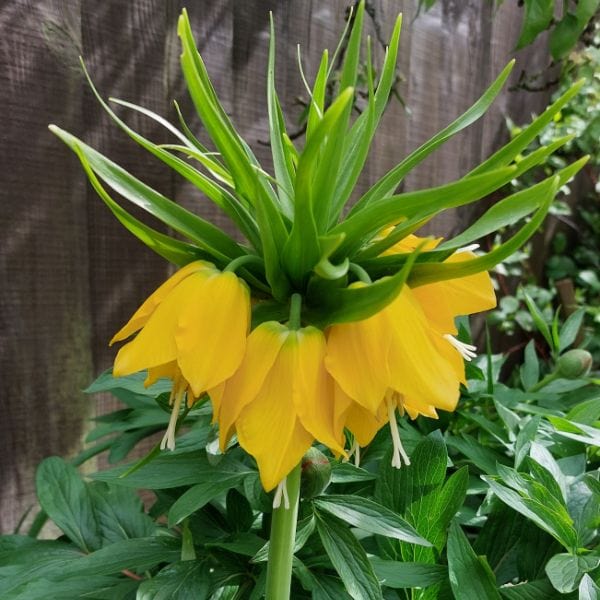 dt-brown FLOWER BULBS Fritillaria imperialis Lutea Flower Bulbs