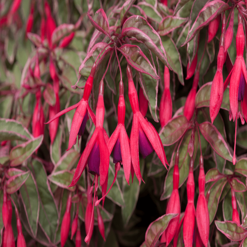 dt-brown FLOWER PLANTS 5 Young Plants Fuchsia Tom West (Hardy)