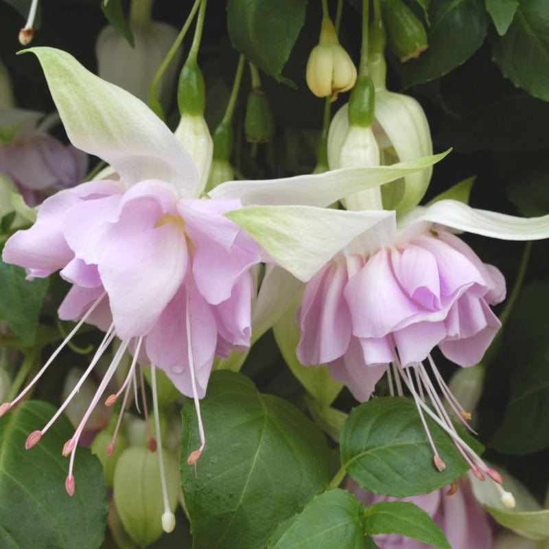 dt-brown FLOWER PLANTS 5 Young Plants Fuchsia Trailing Wendy's Beauty