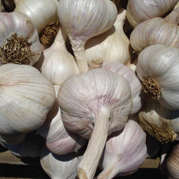 dt-brown ONIONS/GARLIC/SHALLOTS Garlic Carcassonne Wight Bulbs (Hardneck)