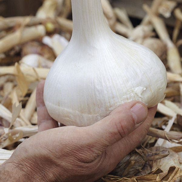 dt-brown ONIONS/GARLIC/SHALLOTS Garlic Elephant Cloves (Autumn)